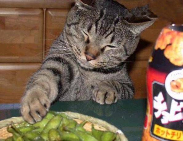 猫咪搞怪表情之偷吃爆笑gif搞笑图片