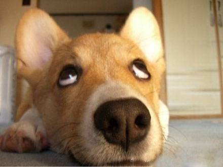 翻白眼的动物搞笑表情图片爆笑gif搞笑图片