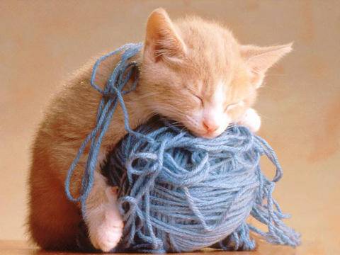 超爱睡觉的动物搞笑图片爆笑gif搞笑图片