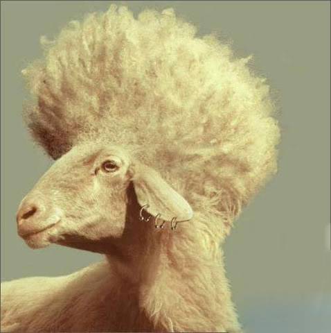 2019最给力发型搞笑动物图片爆笑gif搞笑图片