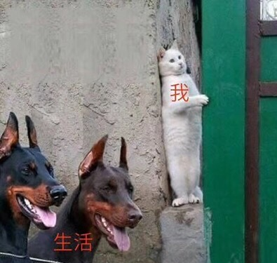 猫狗动物带字搞笑图片爆笑gif搞笑图片