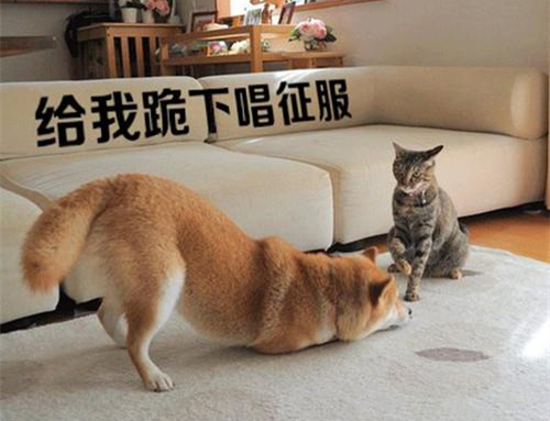 猫狗动物下跪搞笑图片爆笑gif搞笑图片
