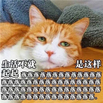猫动物搞笑带字图片爆笑gif搞笑图片