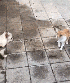 猫狗动物打架搞笑gif动态图爆笑gif搞笑图片