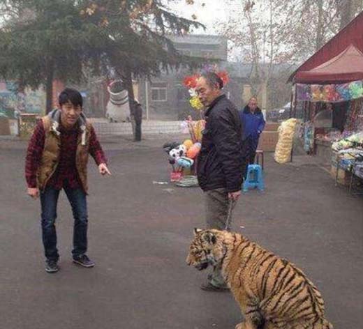 大爷老虎宠物幽默搞笑图片爆笑gif搞笑图片