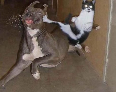 猫狗动物打架搞笑图片爆笑gif搞笑图片