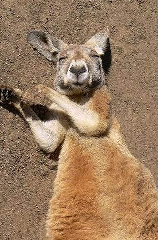 袋鼠可爱表情包搞笑图片爆笑gif搞笑图片