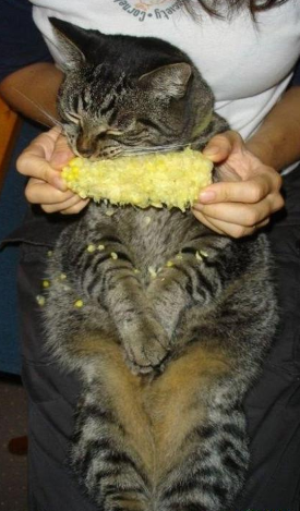 猫动物吃东西搞笑图片爆笑gif搞笑图片