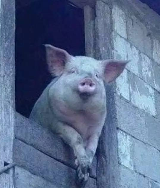 猪动物搞笑表情包图片合集大全爆笑gif搞笑图片