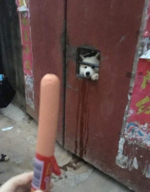 萨摩耶狗动物可爱搞笑图片爆笑gif搞笑图片