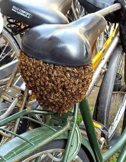 自行车马蜂窝搞笑吓人图片爆笑gif搞笑图片