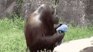 大猩猩动物拧毛巾洗脸搞笑gif动图爆笑gif搞笑图片