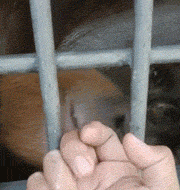 大猩猩动物交配搞笑gif动态图爆笑gif搞笑图片