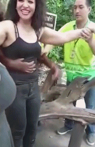 大猩猩动物摸美女胸搞笑gif动态图爆笑gif搞笑图片