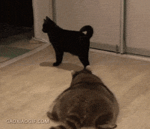 小浣熊猫动物打架搞笑gif动态图爆笑gif搞笑图片