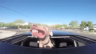 狗动物车窗大风搞笑表情包图片爆笑gif搞笑图片