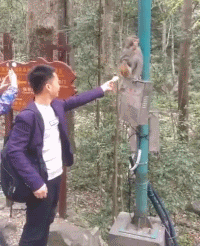 动物园猴子吃东西搞笑gif动态图爆笑gif搞笑图片