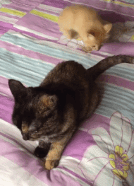 橘猫动物反击报仇搞笑gif动态图爆笑gif搞笑图片