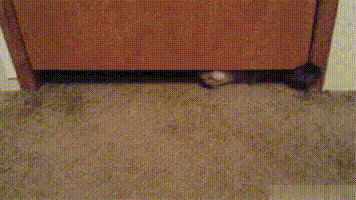 猫液体搞笑gif动态表情包爆笑gif搞笑图片