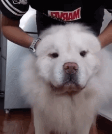 狗动物胖子潜力股搞笑gif动态表情包爆笑gif搞笑图片