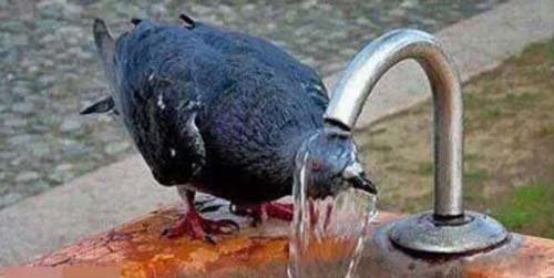 鸟动物水龙头喝水搞笑图片爆笑gif搞笑图片