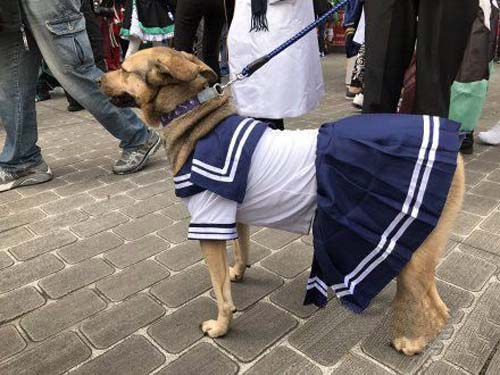 狗动物穿衣服cos水手服搞笑图片爆笑gif搞笑图片