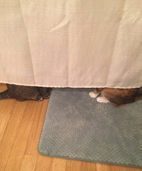 喵星人开会搞笑图片爆笑gif搞笑图片