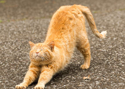 搞笑的动物伸懒腰图片大全爆笑gif搞笑图片