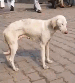 狗打瞌睡摔倒的搞笑图爆笑gif搞笑图片