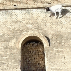 羊在墙上走路的搞笑图爆笑gif搞笑图片