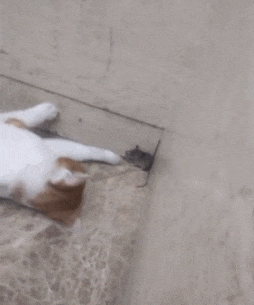 猫抓老鼠的搞笑动图爆笑gif搞笑图片