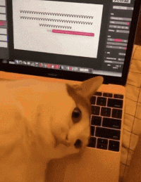 猫键盘打字的搞笑动图爆笑gif搞笑图片
