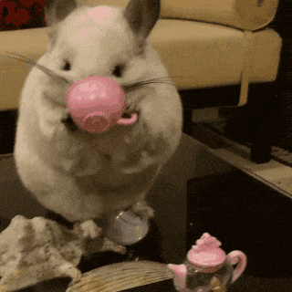 龙猫摔碗的搞笑动图爆笑gif搞笑图片