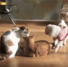 动物打架的搞笑动图爆笑gif搞笑图片