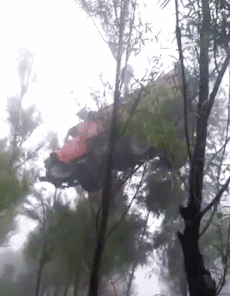 车上树的搞笑动图爆笑gif搞笑图片