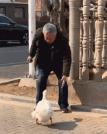 大爷斗大鹅的搞笑动图爆笑gif搞笑图片