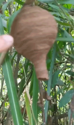 捅马蜂窝的搞笑动图爆笑gif搞笑图片