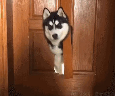 哈士奇狗狗的搞笑动图爆笑gif搞笑图片