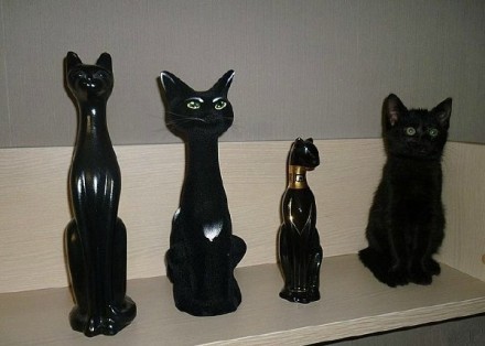 搞笑的猫咪公仔图片爆笑gif搞笑图片