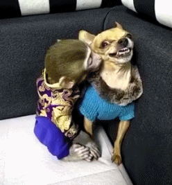 吉娃娃跟猴子打架的搞笑动图爆笑gif搞笑图片