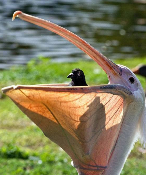 鹈鹕吃东西的搞笑图爆笑gif搞笑图片