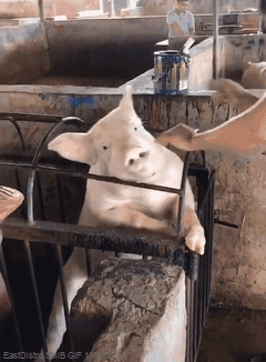 围栏里猪的搞笑动图爆笑gif搞笑图片