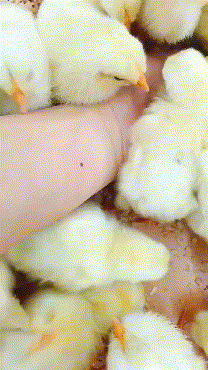 动物小黄鸡的搞笑GIF动态图爆笑gif搞笑图片