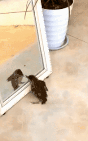 小鸟照镜子的搞笑动态图爆笑gif搞笑图片