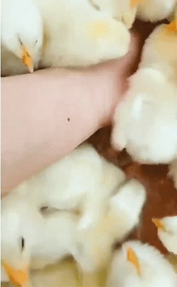 小鸡啄痣的搞笑gif动态图片爆笑gif搞笑图片