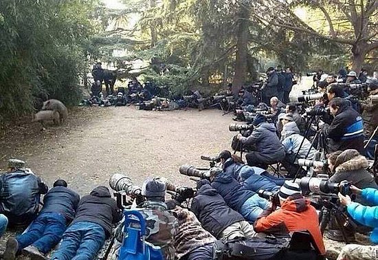 猪交配摄影拍照的搞笑内涵图片爆笑gif搞笑图片