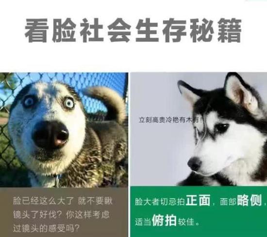 搞笑的大脸狗狗拍照创意技巧图片爆笑gif搞笑图片