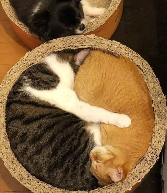 猫咪睡觉的搞笑图片爆笑gif搞笑图片