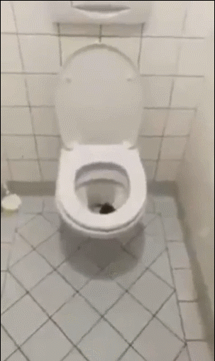 老鼠的动物搞笑动图爆笑gif搞笑图片