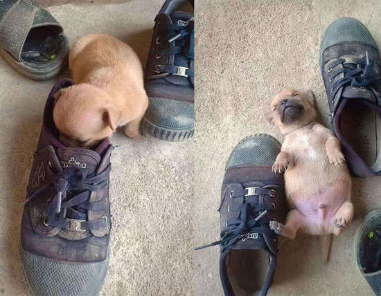 狗闻臭鞋子晕倒的搞笑图片爆笑gif搞笑图片